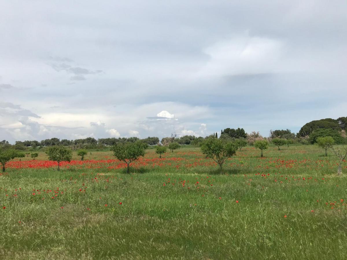 Au Bord De Thau Bed and Breakfast Marseillan  Εξωτερικό φωτογραφία